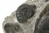 Plate of Devonian Ammonite Fossils - Morocco #291023-2